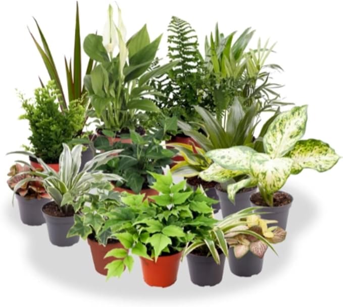 Plantas de interior ideales para decorar y purificar el aire en la oficina